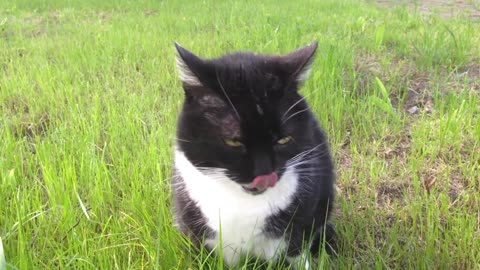 Funny cat vomiting 😂