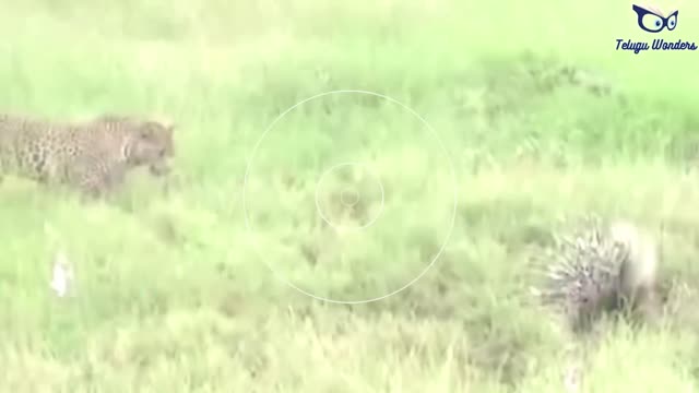 Most Dangerous Fights of Wild Animals