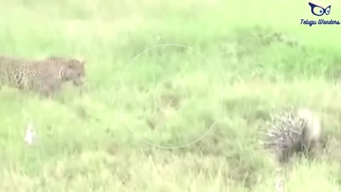 Most Dangerous Fights of Wild Animals
