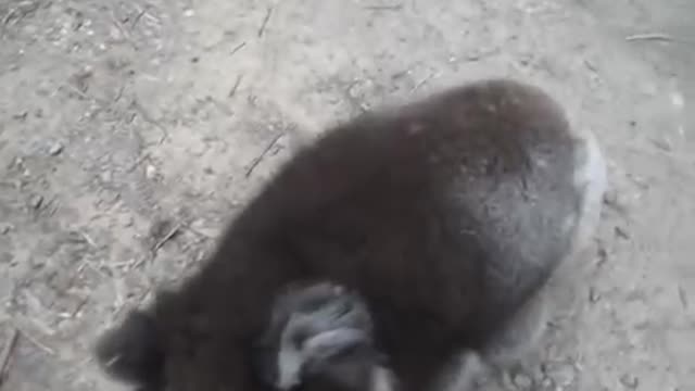 Koala my heart