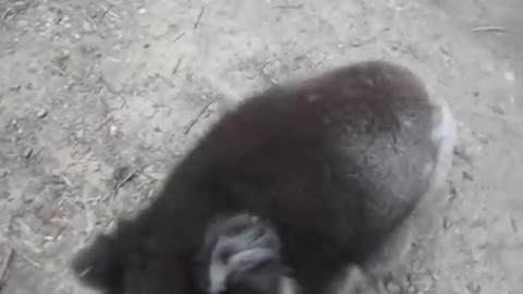 Koala my heart