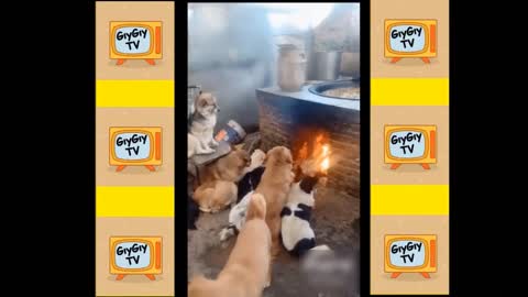 Quick Videos Of Funny And Cute Pets #17