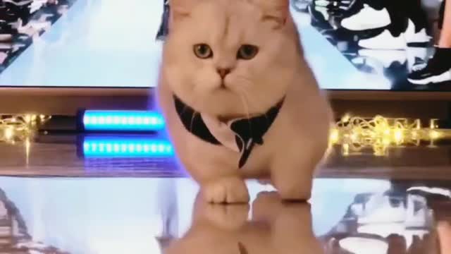 Cute Cat Walk