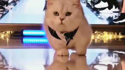 Cute Cat Walk