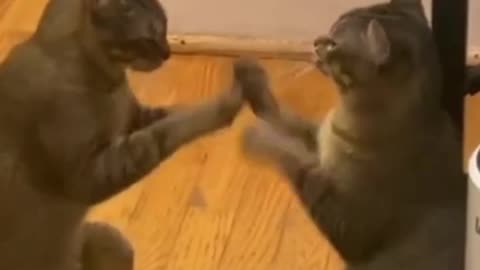 Best funny cat and dog video😁😁