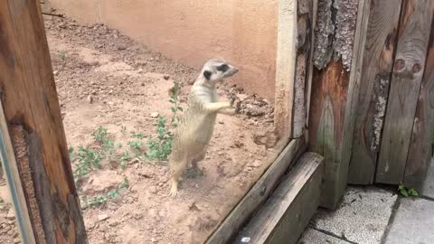Meerkat and baby