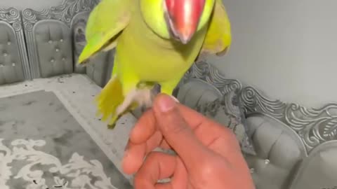 Sweet parrot 🐦