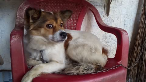 Boss Dog