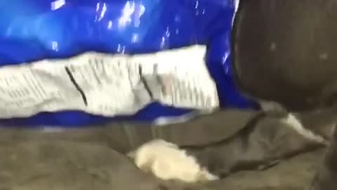 Pitbull dog gets head stuck in blue doritos bag