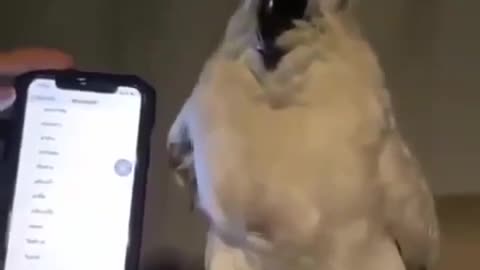 Parrot dance for phone rigintone,😂😂😂
