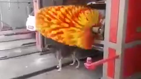 Dog using automated washing machine