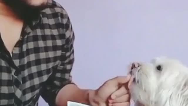 Funny video of a Man and his dog,while counting money [FPT]