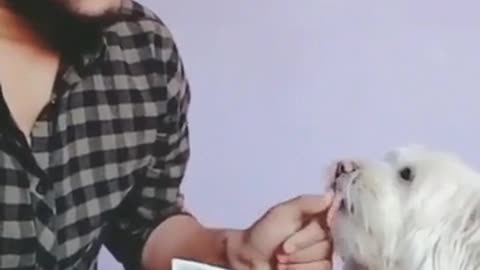 Funny video of a Man and his dog,while counting money [FPT]