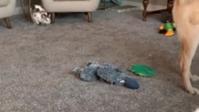 dog funny moment