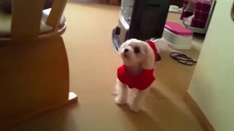 TOP 10 dog barking videos tDog barking sound - Funny dogs