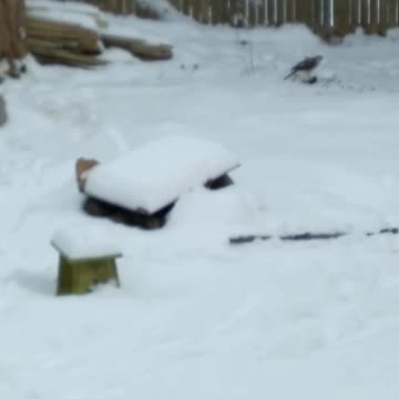 Hawk had a small bird