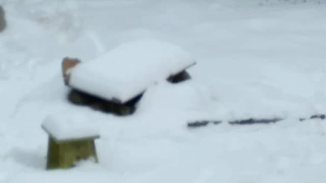 Hawk had a small bird