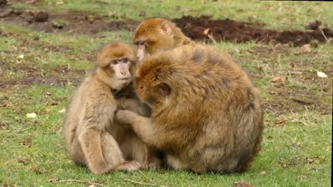 Cute mother monkey cute 🥰 monkey 🐒🐒🐒🐒 #rumble