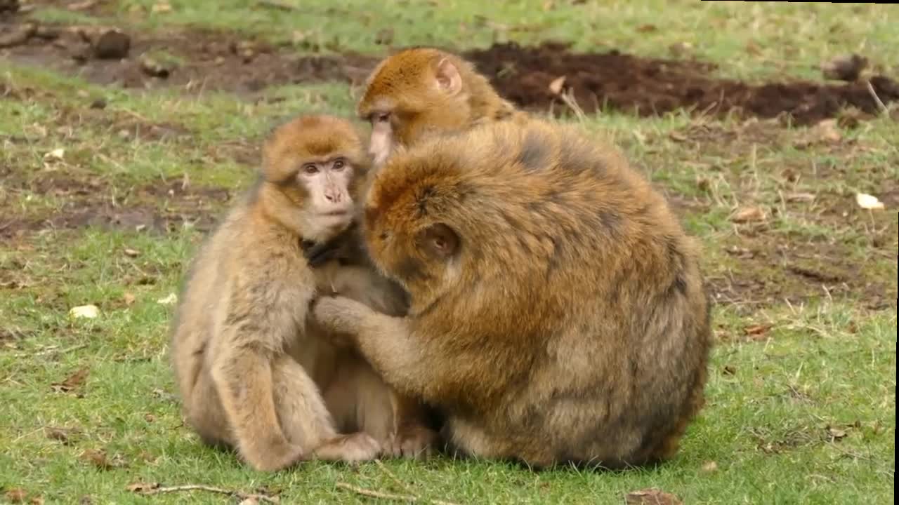 Cute mother monkey cute 🥰 monkey 🐒🐒🐒🐒 #rumble