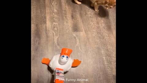 Funniest Animals | Funny Dog And Cat | Funny Animals Video