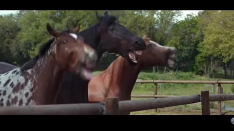 Try Not To Laugh ✪ Funny Dog Videos 2021 # 3