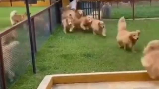 They are so cute dogs. I love them so much