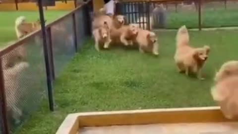 They are so cute dogs. I love them so much