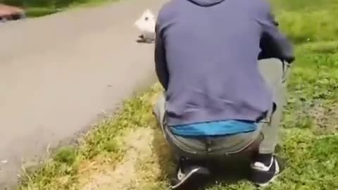 Wholesome animal vid