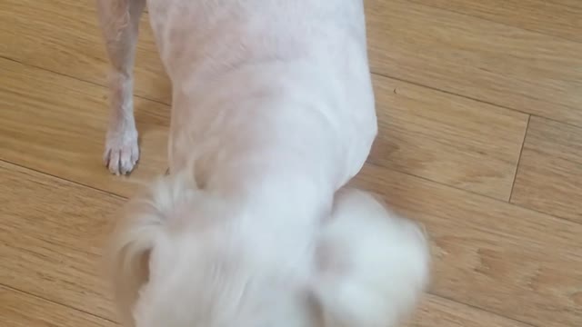 Puppies making fun to eat snacks