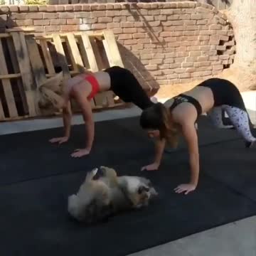 would you work out every day if you have this puppy?