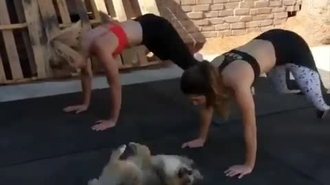 would you work out every day if you have this puppy?