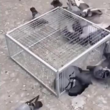 Bird trap