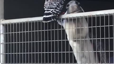 Horse and Bird are Buddies
