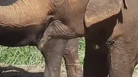 Lovely Elephant video
