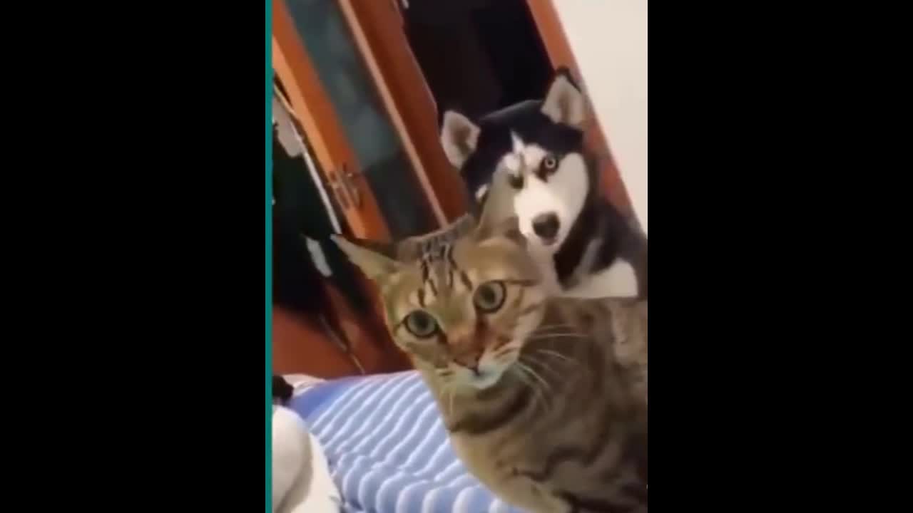 Cat and Dog Super Funny Fight, Can't Stop Laughing 😆😆😃😃🐶🐱