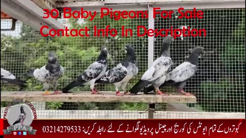 30 baby pigeons for sale watch video in HD urdu/hindi