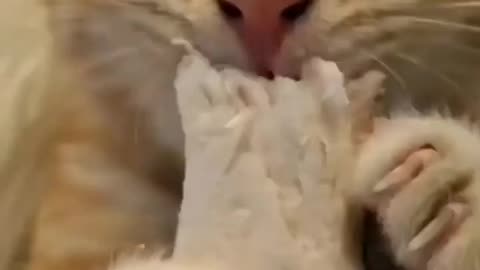 Cute Cat bussin down some chicken