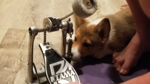 Buck N. Corgi Drum Petal