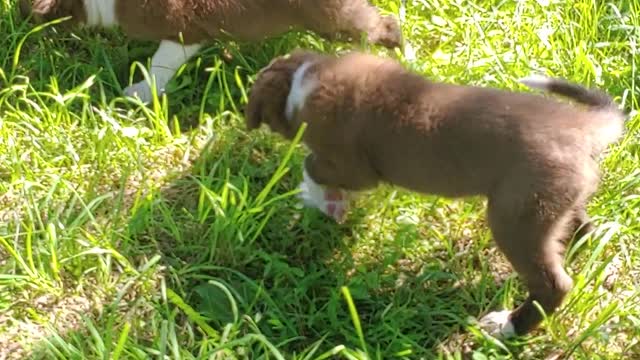 TIA and sisters find baby robin