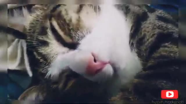 The cuppy `cat`` song and english version