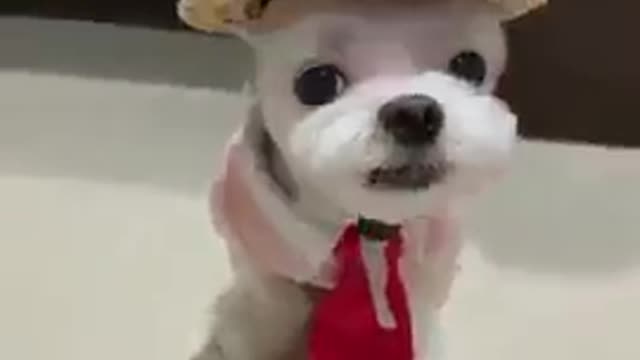 Funniest Puppy In Costumes 2021 🐶 📷 - Funny Animal Videos