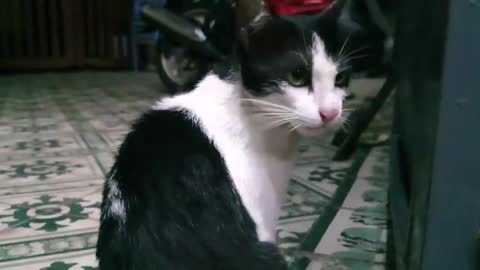 Sharing My Cute Pets Cat and Puppy Dog Funny Moment | Viral Cat