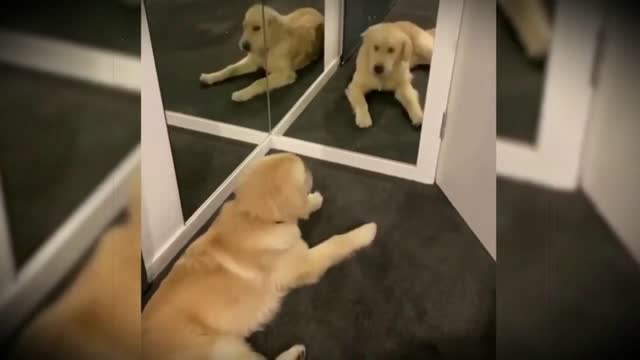 CUTE AND FUNNY PUPPIES REACTING TO THE MIRROR