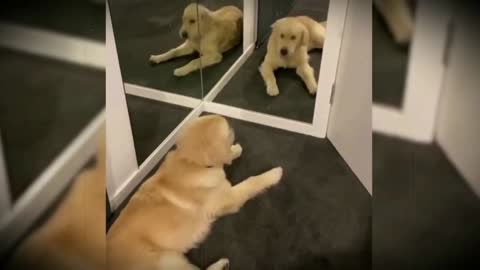 CUTE AND FUNNY PUPPIES REACTING TO THE MIRROR