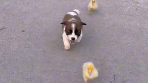 Beautiful dog running with cock puppies.😲😲