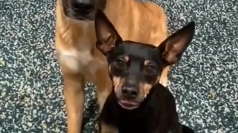 Cachorros engraçados