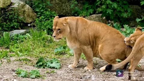 Happy in the world of lions