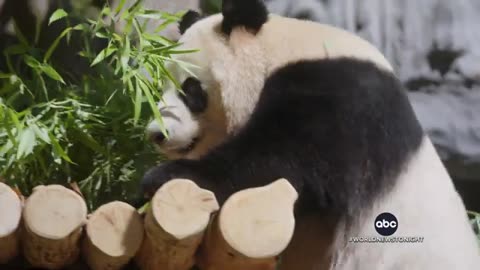Giant pandas become newest members of the San Diego Zoo