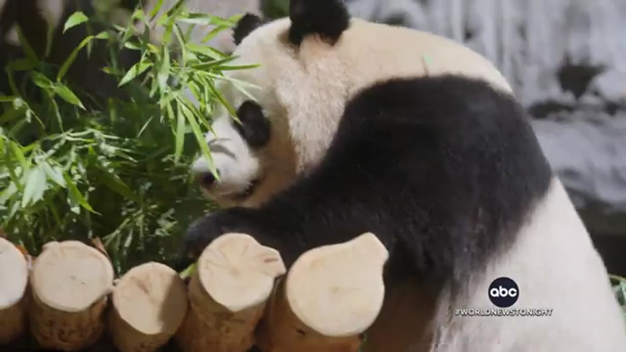 Giant pandas become newest members of the San Diego Zoo