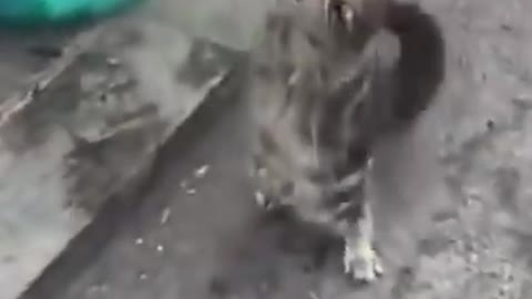 Funny Cat Dancing on Hind Legs - Very Cute #shorts